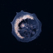photo of Parasitic Hyperiid Amphipod (Phronima sedentaria)