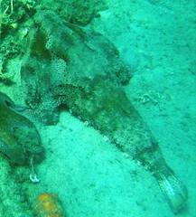 Ogcocephalus cubifrons