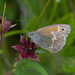 Large Heath - Photo (c) Pluvialis, some rights reserved (CC BY-NC), uploaded by Pluvialis