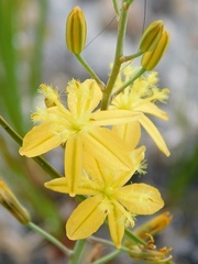 Bulbine favosa