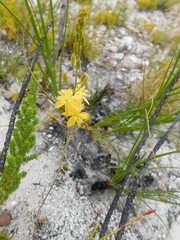 Bulbine favosa