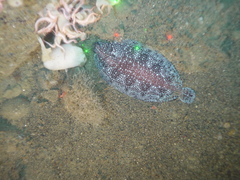 Microstomus bathybius