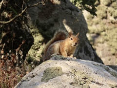 Sciurus anomalus