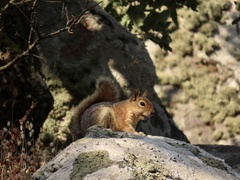 Sciurus anomalus