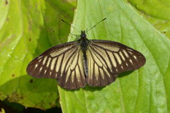 Catasticta ctemene strigosa
