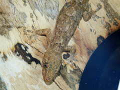 Hemidactylus platycephalus