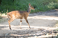 Tragelaphus sylvaticus sylvaticus