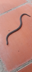 Atractus