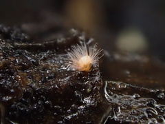 Volutella ciliata