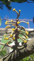 Ceratonia siliqua