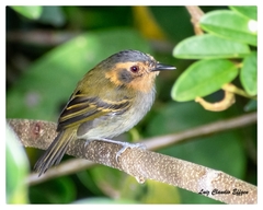Poecilotriccus plumbeiceps