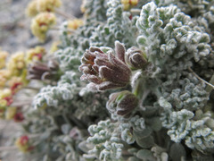 Chaenactis douglasii alpina