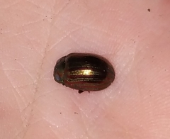 Chrysolina americana