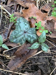 Trillium maculatum