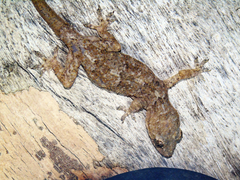 Hemidactylus platycephalus