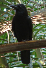 Corvus macrorhynchos culminatus