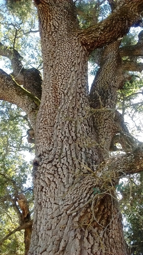 iNaturalist observation photo of oaks