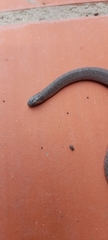 Atractus