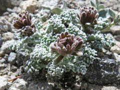 Chaenactis douglasii alpina