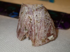 Megabalanus californicus