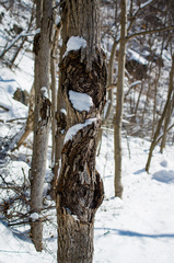 Neonectria ditissima