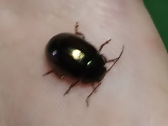 Chrysolina americana