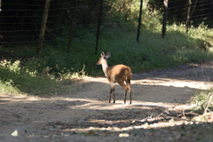 Tragelaphus sylvaticus sylvaticus