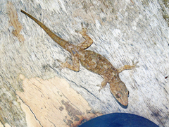Hemidactylus platycephalus
