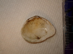 Cumingia californica