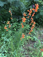 Castilleja tenuifolia
