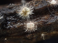 Volutella ciliata