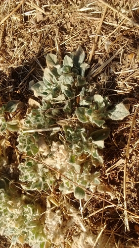 iNaturalist observation photo of turkey mullein