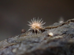 Volutella ciliata