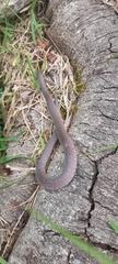 Atractus