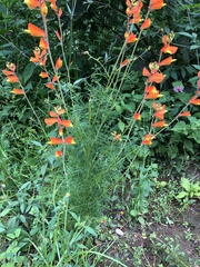 Castilleja tenuifolia
