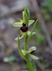 Ophrys sphegodes massiliensis