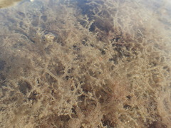 Amathia verticillata