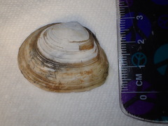 Macoma
