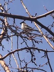 Passer domesticus