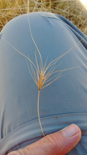 iNaturalist observation photo of medusa head