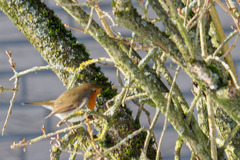 Erithacus rubecula