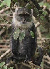 Cercopithecus mitis kolbi