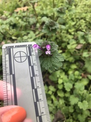 Lamium amplexicaule