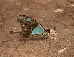 Papilio phorcas