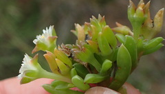 Delosperma inconspicuum