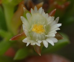 Delosperma inconspicuum