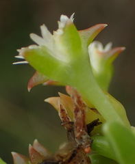 Delosperma inconspicuum