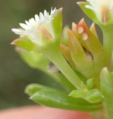 Delosperma inconspicuum