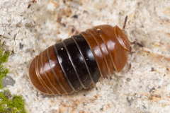 Glomeridae