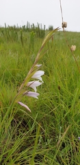 Gladiolus ferrugineus